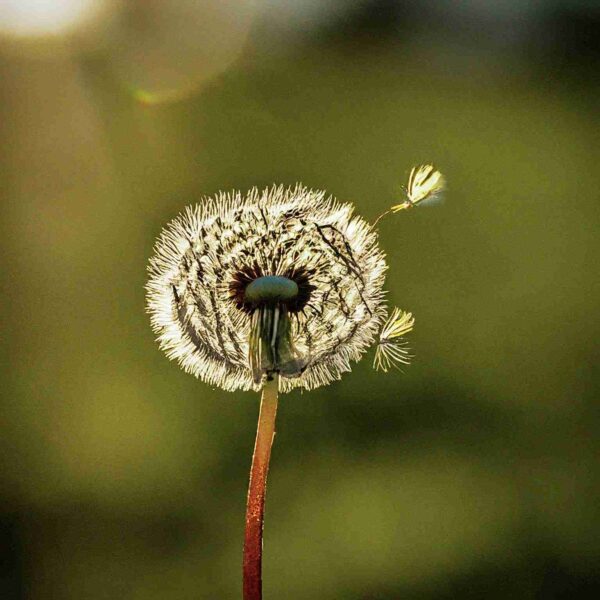 Morning Breeze